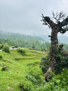 Image of 2700 Sq.ft Residential Plot / Land for sale in Bhimtal, Nainital for Rs. 3500000