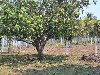 Image of 8505 Sq.ft Residential Plot / Land for sale in Melmaruvathur, Chennai for Rs. 2976750