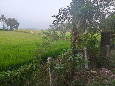 Image of 21600 Sq.ft Residential Plot / Land for sale in Galsi, Bardhaman for Rs. 200000