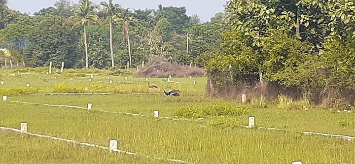 Padappai Main Image 1