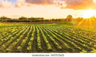 Image of 4820 Sq.ft Residential Plot / Land for sale in Jhajjarrural, Jhajjar for Rs. 33999777