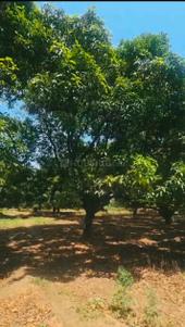 Image of 15828 Sq.ft Residential Plot / Land for sale in Garh Mukteshwar, Hapur for Rs. 40000000