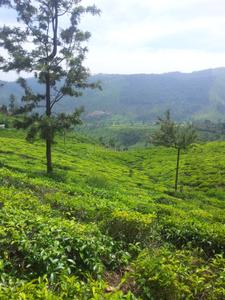 Image of 88000 Sq.ft Residential Plot / Land for sale in Coonoor, Nilgiris for Rs. 20000000