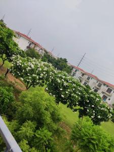 Balcony Image of 3008 Sq.ft 4.5 BHK Villa for sale in Paramount Golfforeste Villas, Surajpur Greater Noida for Rs. 31800000