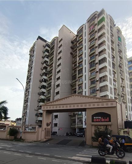 General Royal Orchid Main Image 1