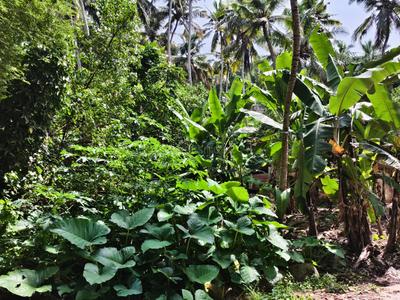 Image of 5227 Sq.ft Residential Plot / Land for sale in Vizhinjam, Thiruvananthapuram for Rs. 28800000