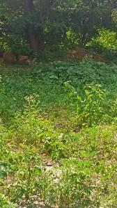 Image of 1200 Sq.ft Residential Plot / Land for sale in Anjanapura Township, Bengaluru for Rs. 14880000