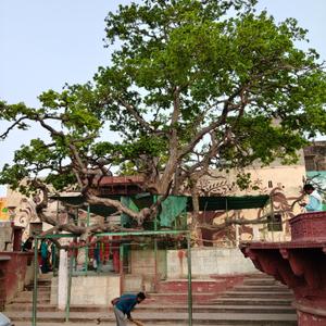 1 BHK Flat