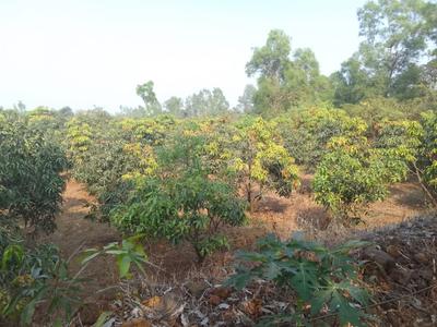Image of 90000 Sq.ft Residential Plot / Land for sale in Trimbak, Nashik for Rs. 27500000