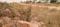 Sujatha Nagar Plot View 2