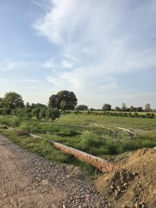 Plot View