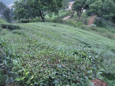 Image of 17440 Sq.ft Residential Plot / Land for sale in Coonoor, Nilgiris for Rs. 32000000