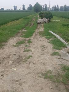 Image of 7163 Sq.ft Residential Plot / Land for sale in kairana, Shamli for Rs. 12000000