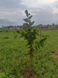 Image of 121 Sq.ft Residential Plot / Land for sale in Shadnagar, Ranga Reddy for Rs. 1000000