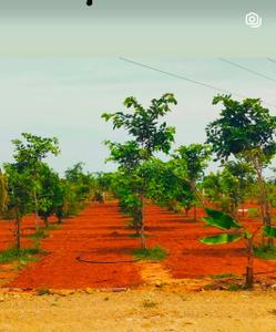 Image of 9600 Sq.ft Residential Plot / Land for sale in Chengalpattu, Chennai for Rs. 2400000