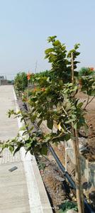 Image of 660 Sq.ft Residential Plot / Land for sale in Bhilai Marshalling Yard, Charoda for Rs. 1122000