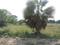 Sherpur  Plot View 2