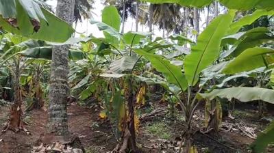 Image of 21780 Sq.ft Residential Plot / Land for sale in Tandavapura, Mysore for Rs. 9400000