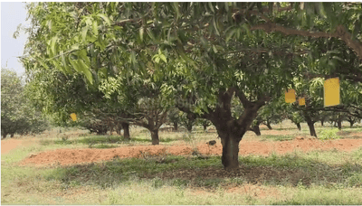 SRI MANGO RESORT Plot View 3