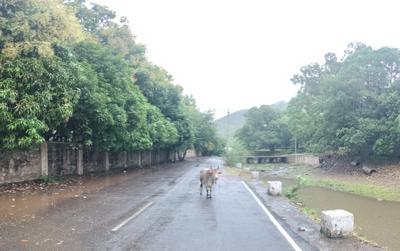 Image of 71041 Sq.ft Residential Plot / Land for sale in Kodiyat, Udaipur for Rs. 190000000