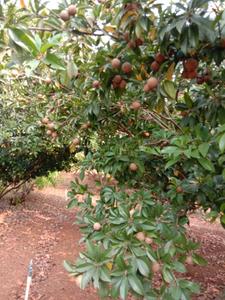 Image of 3100 Sq.ft Residential Plot / Land for sale in Murbad, Thane for Rs. 2100000