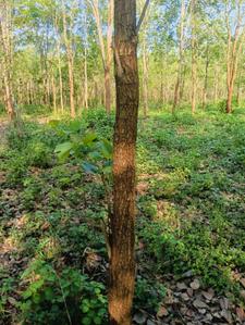 Image of 200 Sq.ft Residential Plot / Land for sale in Bhogapuram, Visakhapatnam for Rs. 1300000