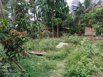 Narayanpur Kadihati Plot View 2