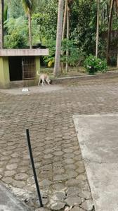 Image of 990 Sq.ft 2 BHK Builder Floor for rent in Surathkal, Mangalore for Rs. 15000