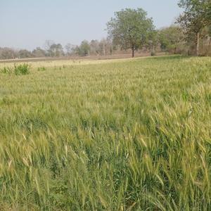 Image of 4000 Sq.ft Residential Plot / Land for sale in Simrol, Indore for Rs. 1200000