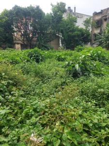 Image of 3600 Sq.ft Residential Plot / Land for sale in Madurdaha, Kolkata for Rs. 17000000