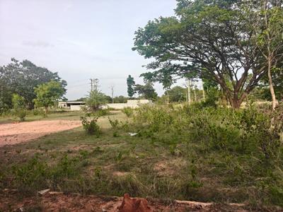 Tulip Garden Plot View 3