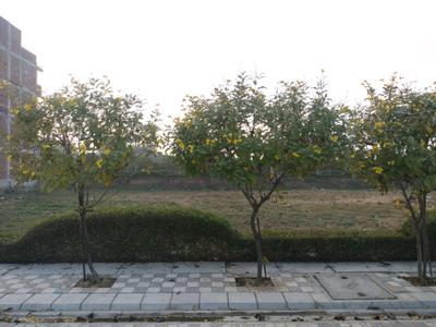 Image of 128 Sq.ft Residential Plot / Land for sale in Mansha Oaks, Sector 98, Faridabad for Rs. 12600000