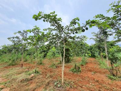 Image of 900 Sq.ft Residential Plot / Land for sale in Kothavalasa, Visakhapatnam for Rs. 650000