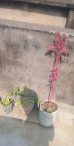 Image of 720 Sq.ft 3.5 BHK Independent House for sale in Shyam Bazar, Kolkata for Rs. 6500000