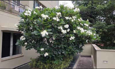 Balcony Image of 1703 Sq.ft 3 BHK Apartment / Flat for rent in Sobha Moonstone, Dasarahalli Bengaluru for Rs. 63000