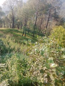 Image of 21000 Sq.ft Residential Plot / Land for sale in Bintola Malla, Almora for Rs. 4200000