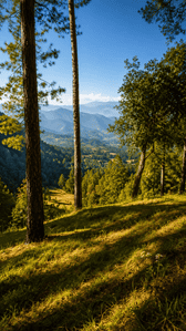 Image of 300 Sq.ft Residential Plot / Land for sale in Kanyura, Almora for Rs. 2500000