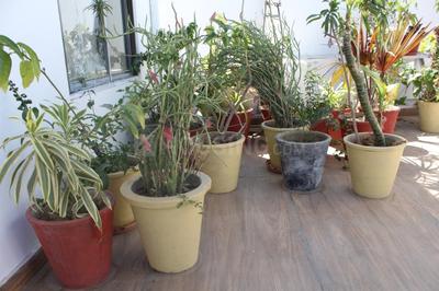 Balcony Image of 800 Sq.ft 1 BHK Independent House for rent in Panchwati Udaipur for Rs. 15000