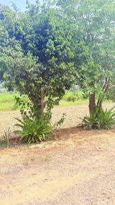 Image of 450 Sq.ft Residential Plot / Land for sale in Chhata, Mathura for Rs. 750000