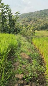 Image of 11000 Sq.ft Residential Plot / Land for sale in Bhor, Pune for Rs. 1910000