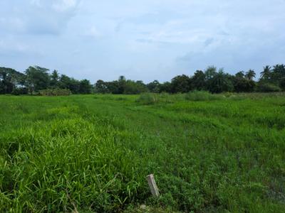 Nest Valley Plot View 1