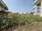 Vidya Nagar Plot View 2