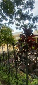 Image of 7000 Sq.ft Residential Plot / Land for sale in Indira Nagar, Bengaluru for Rs. 520000000