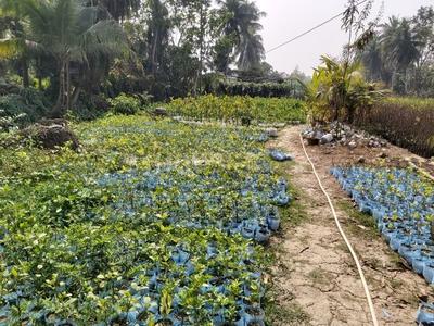 Image of 200 Sq.ft Residential Plot / Land for sale in Amtala, Kolkata for Rs. 9000000