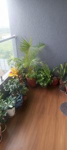 Balcony Image of 1000 Sq.ft 2 BHK Apartment / Flat for sale in Dhanori Pune for Rs. 7700000