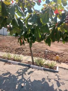 Image of 1200 Sq.ft Residential Plot / Land for sale in Chokkondahalli, Kolar for Rs. 2800000