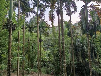 Image of 100000 Sq.ft Residential Plot / Land for sale in Koppa, Chikkamagaluru for Rs. 65000000