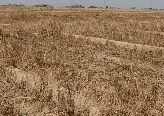 Dholera Smart City Main Image 1