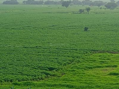 Image of 1350 Sq.ft Residential Plot / Land for sale in Bada Bangarda, Indore for Rs. 4725000