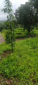 Image of 3724 Sq.ft Residential Plot / Land for sale in Karjat, Thane for Rs. 5586000